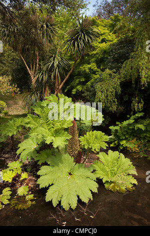UK, Wales, Swansea, Cwmdonkin Park, bog garden Gunnera manicata, giant rhubarb plant Stock Photo