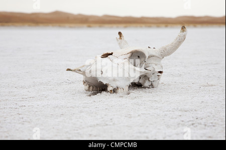 The skeleton of cattle in the desert Gobbi Stock Photo