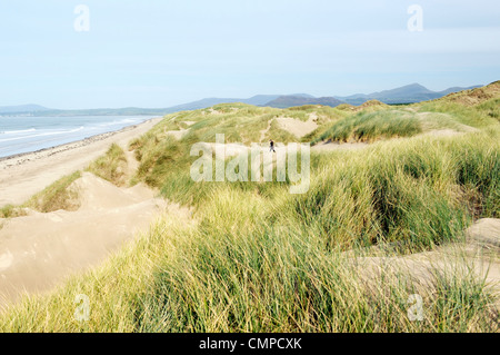 Extensive sand dunes looking north over Harlech beach to Tremadog Bay and Snowdonia at north end of Cardigan Bay, Wales, UK Stock Photo