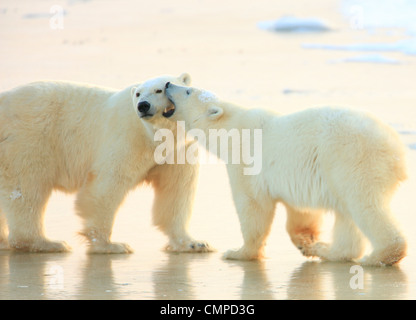 Mother and cub polar bears, Churchill, Manitoba Stock Photo