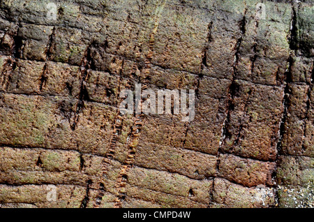 Weathered rock (? igneous) surface - shoreline SW of Looe, Mid-Cornwall. Concept 'fall on stony ground', warnings or advice ignored. etc. Stock Photo