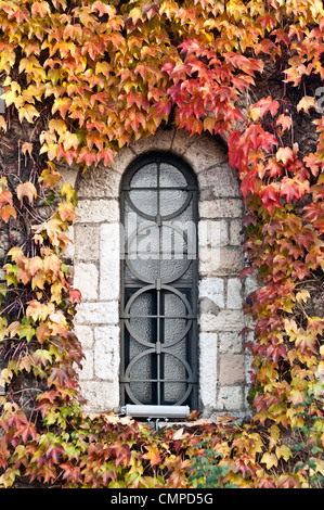 Stained-glass window in a wall covered by colorful ivy leaves  Stock Photo