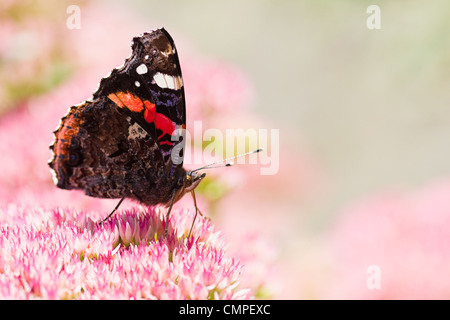Butterfly Red admiral or Vanessa atalanta in summer getting nectar from sedum flowers Stock Photo