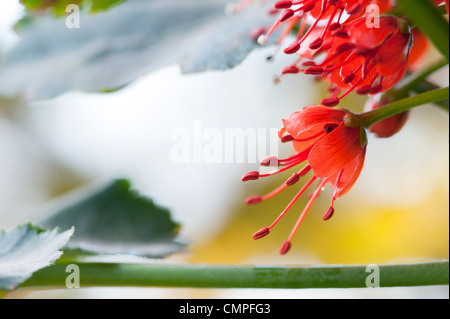 Greyia sutherlandii. Natal bottlebrush flower Stock Photo