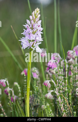 Moorland Spotted Orchid, also known as Heath Spotted Orchid or Common Spotted Orchid (Dactylorhiza maculata) and Cross-leaved He Stock Photo