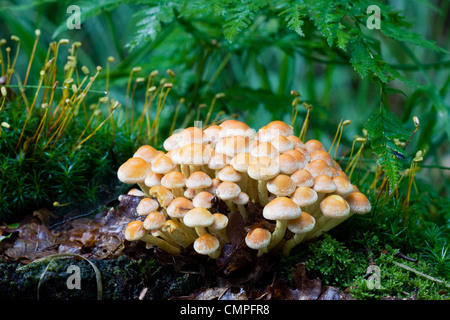 A group of Sulphur Tuft mushrooms (Hypholoma fasciculare) with moss and ferns. Stock Photo