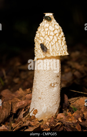 Common stinkhorn (Phallus impudicus) with two flies on its sticky head. Stock Photo