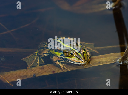 A Common Frog (Rana temporaria), resting in the clear water of a lake. Stock Photo