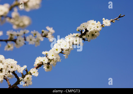Prunus spinosa 'Plena'. Blackthorn flowers in Spring. Stock Photo