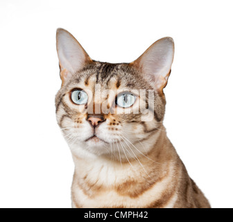 Bengal cat Stock Photo
