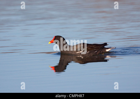 Common Moorhen Gallinula chloropus Kerney, Arizona, United States March Adult Rallidae Stock Photo