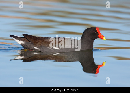 Common Moorhen Gallinula chloropus Kerney, Arizona, United States March Adult Rallidae Stock Photo