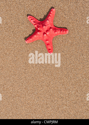 Red sea star shell on sand background Stock Photo