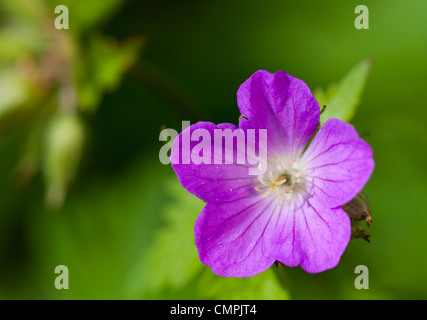Wild Geranium (Geranium Maculatum) is a perennial wildflower that blooms in spring to summer in southeastern North America.  It was once used for medicinal purposes as an astringent. Stock Photo