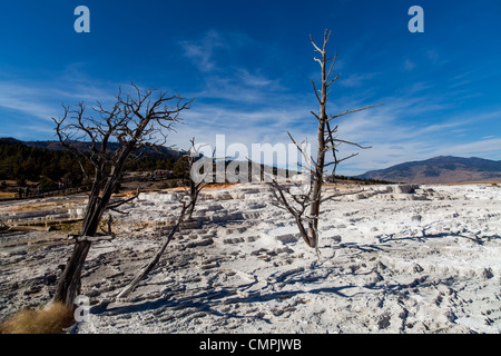 Mammoth Hot Springs is a series of hot springs on a hill of travertine in Yellowstone National Park in Wyoming.  The travertine was created over thousands of years of calcium carbonate deposits coming from the hot springs travel through a fault line in limestone.  The many colors of visible on the terraces are a result of algae growth in the warm pools which are roughly 170 degrees fahrenheit. Stock Photo