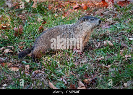 Groundhog, Woodchuck, Marmota monax Stock Photo