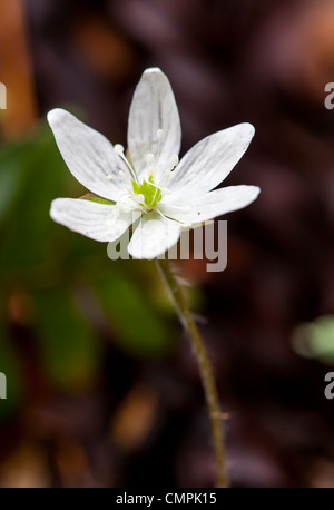 Sharp-lobed Hepatica (Hepatica Nobilis Acuta) is a wildflower that blooms in March or April.  It has 5-12 petals and may be white to violet in color.  The leaves are on a hairy stalk with 3 roughly egg shaped lobes with pointed tips. Stock Photo