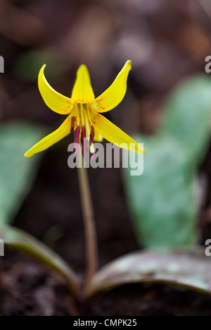 The Trout Lily is a very common spring wildflower.  Its leaves, which are easily recognized by there mottled appearance, give the flower its name as they resemble the spots of a brook or brown trout.  It is also sometimes known as the Dogtooth Violet, named so due to the shape of the root.  Not a very fitting name considering it doesn't belong to the Violet family.  It blooms from March through June and can be found in rich woods, often in fairly large colonies. Stock Photo