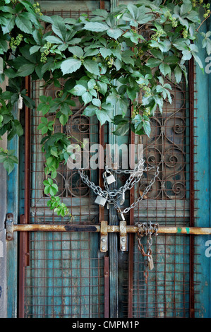 Boarded up vintage metal door of an abandoned house and overgrown plant. Stock Photo