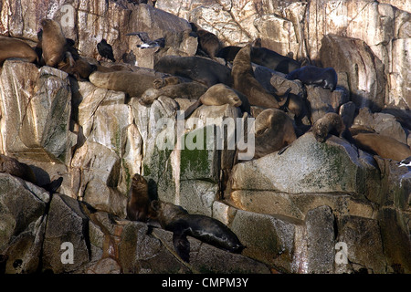 Sea lion colony on the rocks at Pilicura Beach. Cobquecura, Biobio, Chile, South America Stock Photo