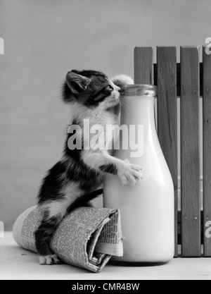 1960s KITTEN STRADDLED ON HIND LEGS OVER ROLLED NEWSPAPER REACHING UP INTO MILK BOTTLE AT FENCE TO REACH CREAM Stock Photo