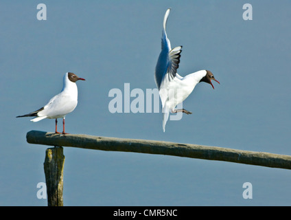 Black-Headed Gulls (Larus ridibundus) - Hampshire UK Stock Photo