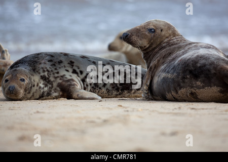 Atlantic or Grey Seals (Halichoerus grypus). Cow left and young bull right. Horsey beach, North Norfolk. February. Stock Photo
