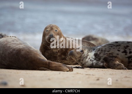 Atlantic or Grey Seals (Halichoerus grypus). Young Bull midst cows on  Horsey beach, North Norfolk. February. Stock Photo