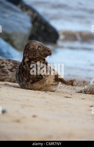 Atlantic or Grey Seal (Halichoerus grypus). With an itch, having a scratch. Horsey beach, North Norfolk. February. Stock Photo