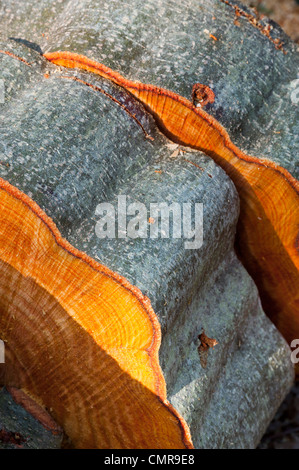 cut trees trunks left in an english woodland Stock Photo