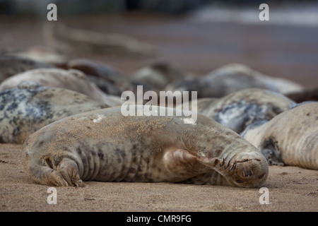 Atlantic or Grey Seal (Halichoerus grypus). Cow or female. Rolled over on back seeing  upside down. Scratching chin. Grooming. Stock Photo