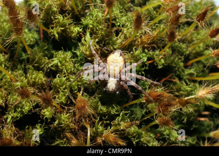 Running / Wandering crab spider (Philodromus aureolus : Thomisidae) on moss, UK. Stock Photo