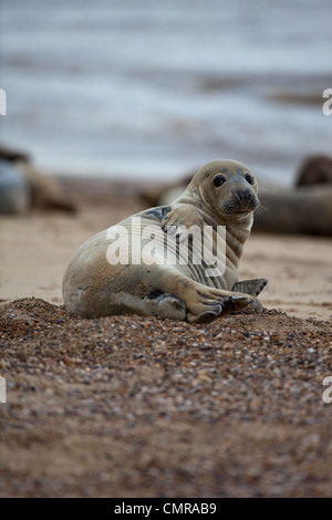Atlantic or Grey Seal (Halichoerus grypus). Cow or female. Lying on left flank and scratching side. Self grooming. Stock Photo