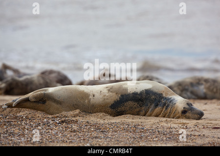 Atlantic or Grey Seal (Halichoerus grypus). Cow or female. Lying on flank. Stock Photo