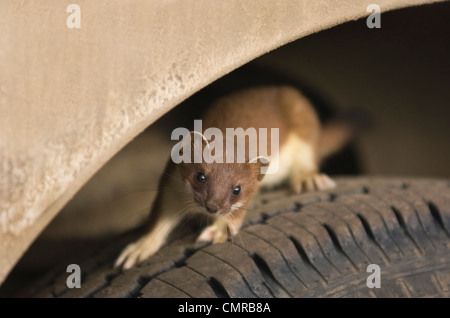 Short-tailed weasel 'Ermine' (Mustela erminea) delights in exploring this vehicle. Denali National Park, Alaska. Stock Photo