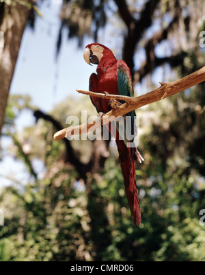 1960s SCARLET MACAW PARROT PERCHED ON A LIMB AMONG JUNGLE TREES Stock Photo