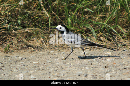 Small black and white wagtail walking on the ground next to the grass Stock Photo