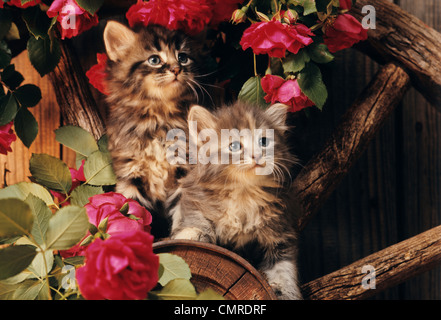 1980s TWO KITTENS CLIMBING ON WAGON WHEEL AMID WILD RED ROSES Stock Photo