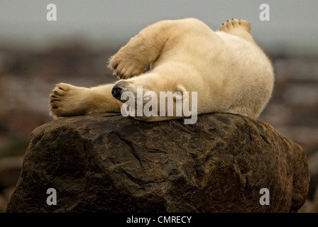 Polar bear laying on rock, Manitoba, Canada Stock Photo