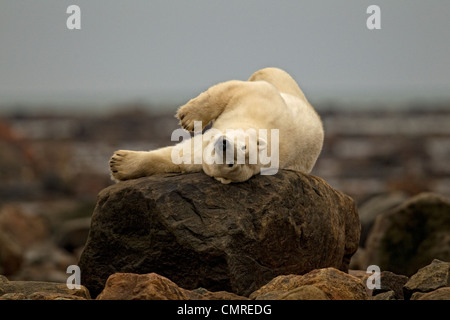 Polar bear laying on rock, Manitoba, Canada Stock Photo