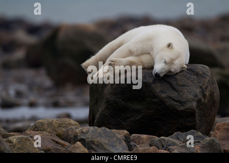 Bear laying on rock, Manitoba, Canada Stock Photo
