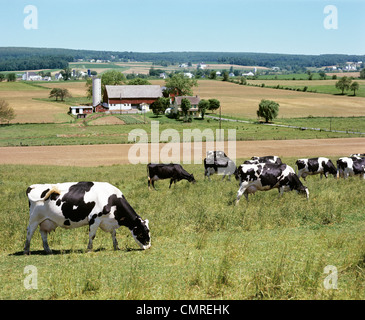 1980s HOLSTEIN COWS GRAZING IN FIELD Stock Photo
