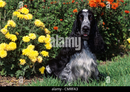 1990s YOUNG ENGLISH COCKER SPANIEL DOG SITTING IN FRONT OF FLOWERS Stock Photo