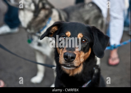 A straight-on shot of a rottweiler mugging the camera. Stock Photo