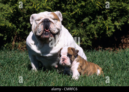 1990s ENGLISH BULLDOG ADULT AND PUPPY IN GRASS Stock Photo