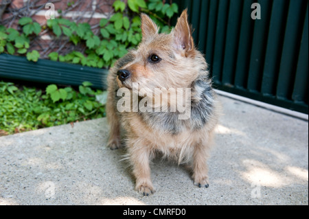 A centered shot of a gray and tan terrier with their head cocked to their right. Stock Photo