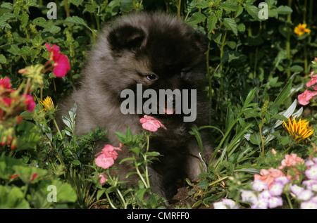 1990s KEESHOND PUPPY DOG SITTING IN FLOWERS Stock Photo