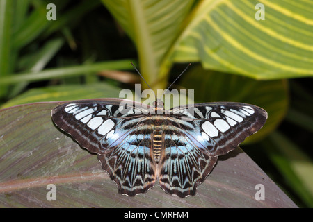 Malaysian blue clipper butterfly parthenos sylvia violacea Stock Photo