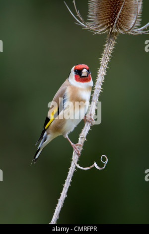 Goldfinch perched on teasel stem against a plain background Stock Photo