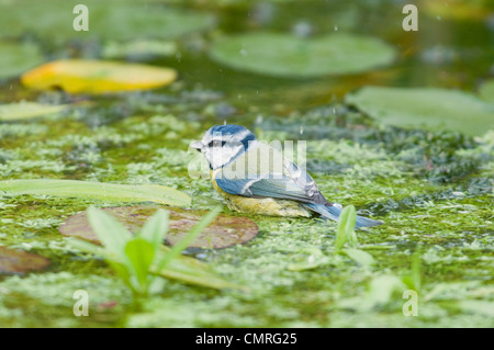 Bluetit Parus caeruleus, bathing in a garden pond. Hastings, Sussex, England, UK Stock Photo